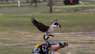 Goose attack on golf course