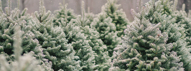 Ask the Superintendent – Real Christmas Trees