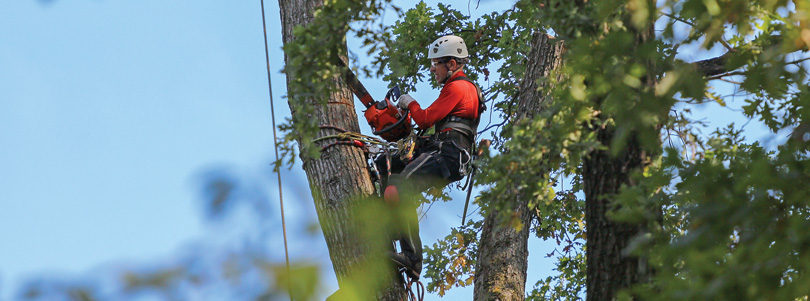 Agronomy – Tree Pruning for the Amateur