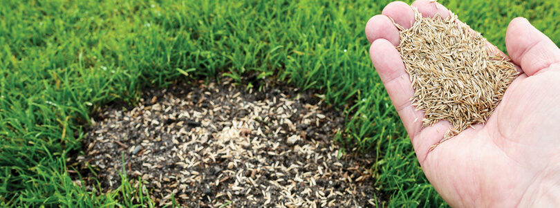 Agronomy – Growing Turf from Seed