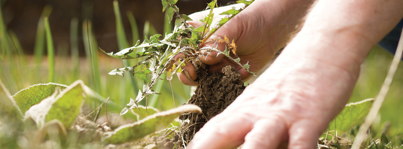 Ask the Superintendent – Winter Weed Control